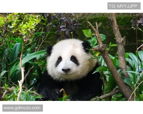 足球明星与大熊猫亲密合影展现动植物和谐共生的美好瞬间